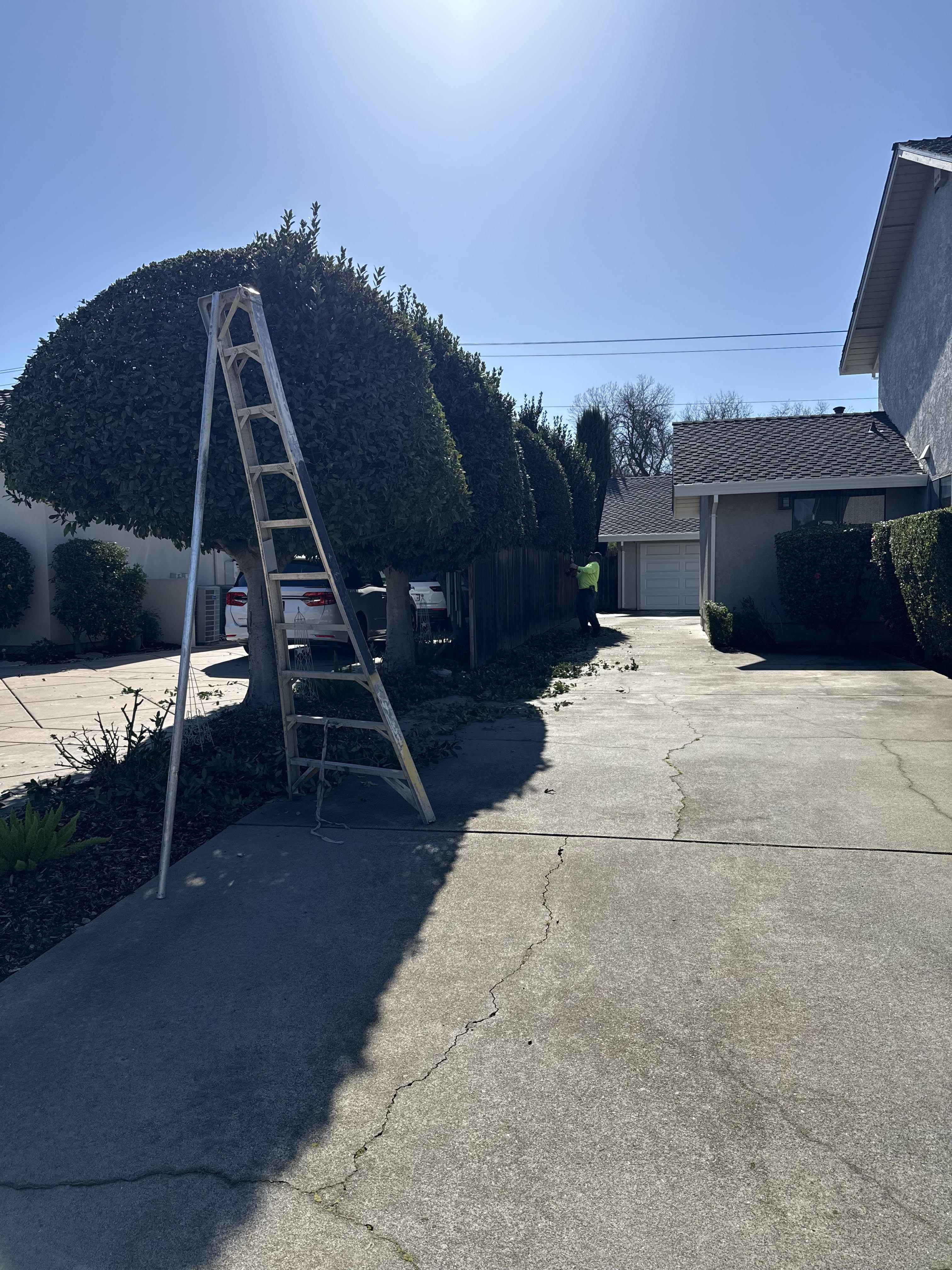 Tree & Bush Trimming